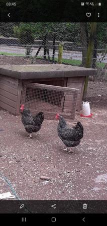 Image 2 of stolen american buff goose and chicken