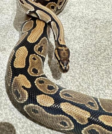Image 5 of *REDUCED* BALL PYTHONS MALE & FEMALE FOR SALE