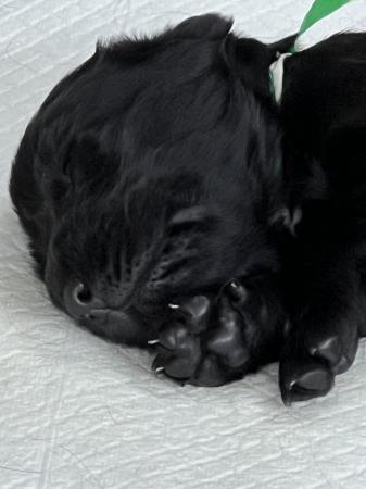 Image 4 of Cocker spaniel puppies for sale