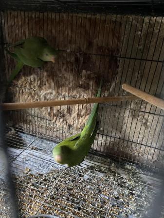Image 3 of Young 2024 bred barraband parakeets available