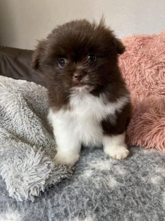 Image 13 of Ready Now Beautiful Pom shih pups 1 female 1 male