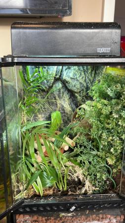 Image 3 of HIGH QUALITY TRICOLOR CRESTED GECKO WITH LINEAGE AND SETUP