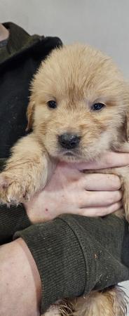 Image 3 of *Ready now* Golden retriever puppies *
