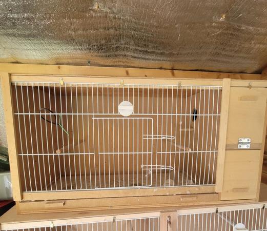Image 3 of Budgies & breeding cages for sale