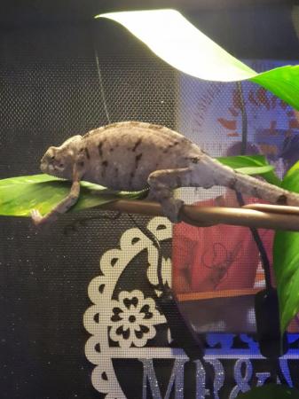 Image 1 of Panther chameleon with full set up