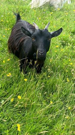 Image 1 of Female Pygmy goat nanny’s