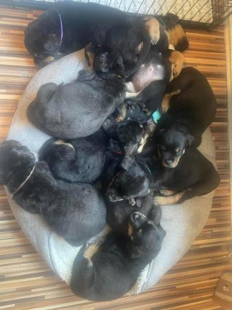 Image 10 of Rottweiler Puppies Champion Bloodline