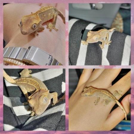 Image 5 of High end crested gecko babies