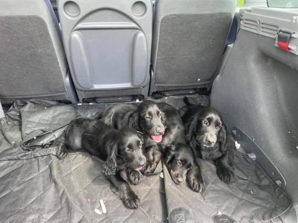 Image 15 of Cocker spaniel puppies for sale *ready to leave* reduced