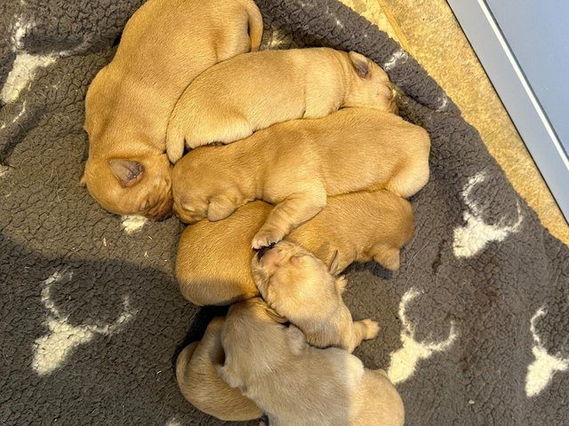 Preview of the first image of KC Registered Labrador puppies.
