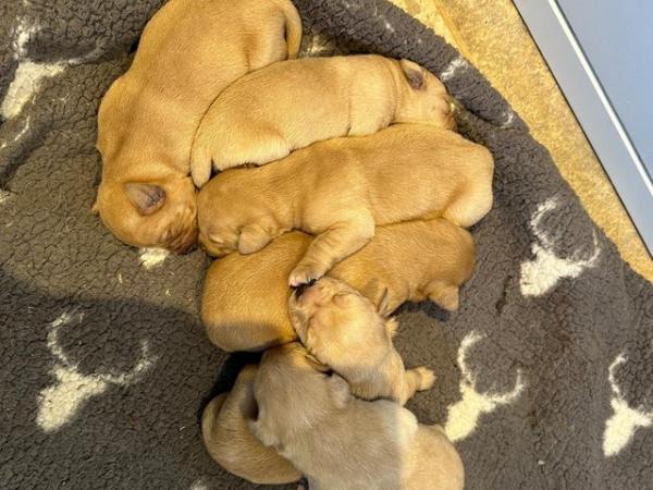 Image 2 of KC Registered Labrador puppies