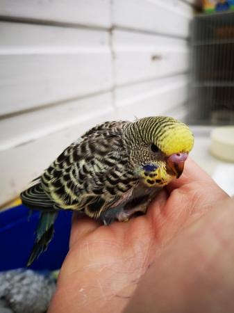 Image 8 of Baby hand tamed budgies for sale