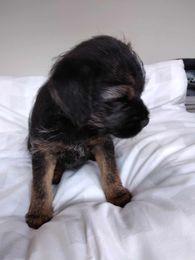 Image 5 of Border Terrier Pups, 1 female and 2 males.