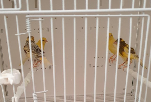 Image 1 of 2 pairs of canaries for sale