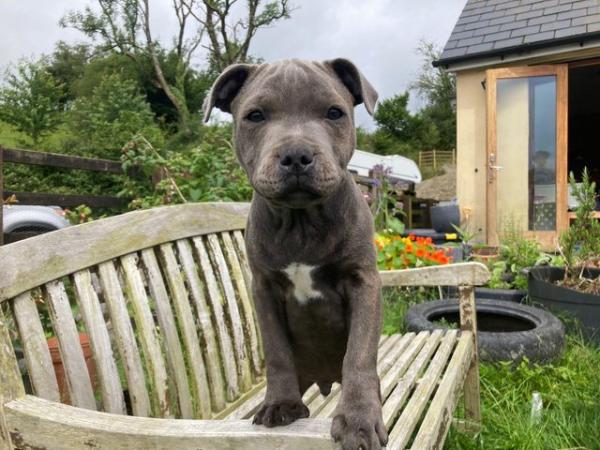 Image 19 of beautiful champion blue Staffordshire boy puppy available