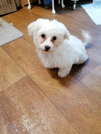 Image 1 of Chihuahua cross Maltese. Only 1 cutie girl left. West Yorksh