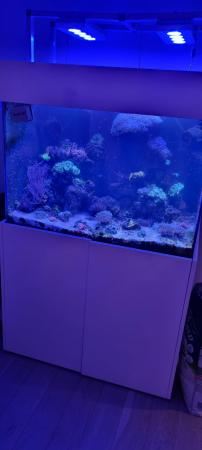 Image 9 of Fully loaded reef aquarium, marine, fish, coral, full set up