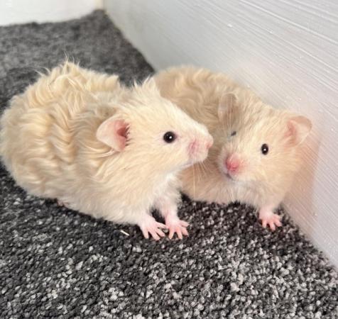 Image 4 of Syrian hamsters - short and long haired