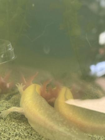 Image 9 of 2 x 5 month old golden axolotls, One male, One female.