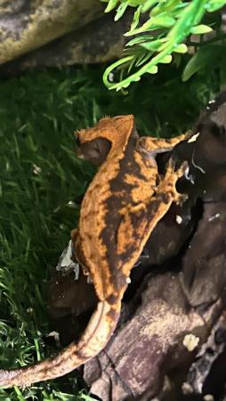 Image 3 of Beautiful crested gecko babies