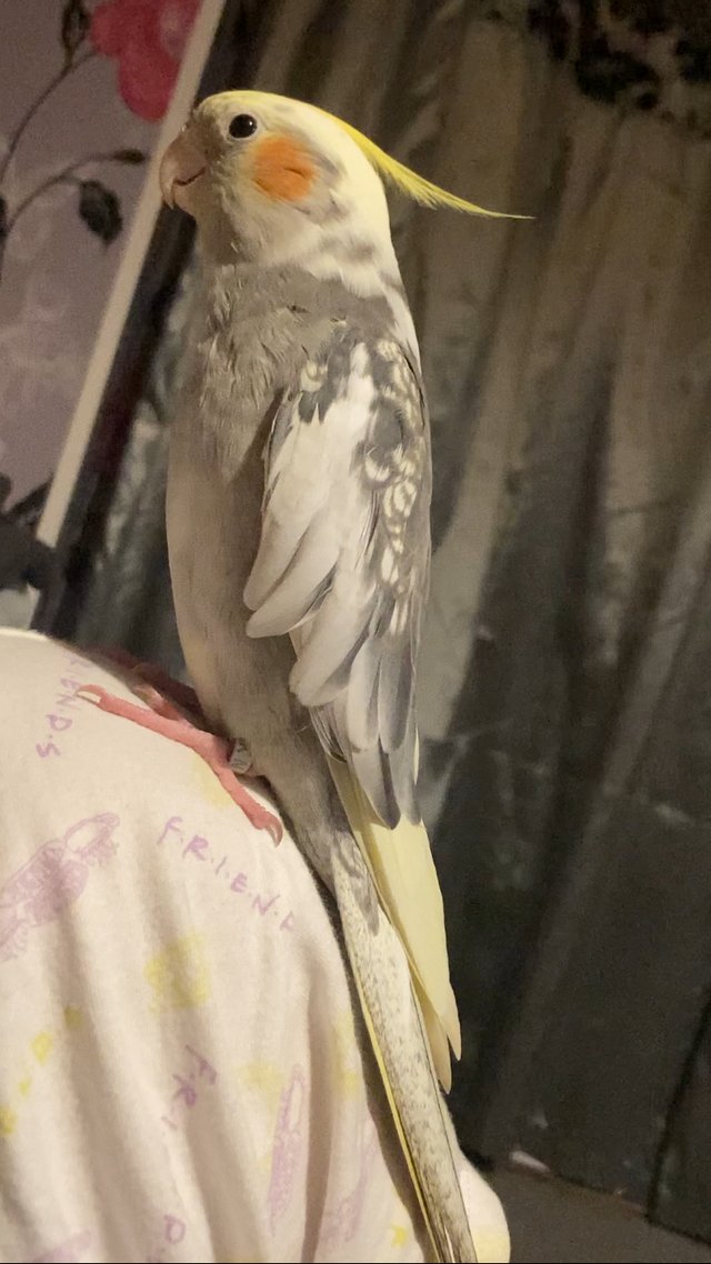 Preview of the first image of MUCH LOVED MALE COCKATIEL.