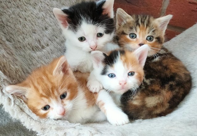 Image 1 of 4 stunning Maine/Bengal cross kittens