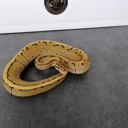 Image 7 of Snakes for sale! Ball pythons and cornsnakes