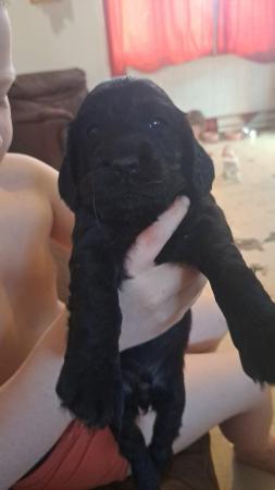 Image 4 of 1 beautiful f1b cockapoo pup still looking for a home