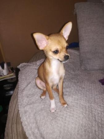 Image 14 of very small chihuahua pups for sale  only 1 boy n 1 girl left