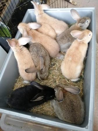 Image 11 of CUTE REX RABBITS ARE LOOKING FOR A LOVELY HOME