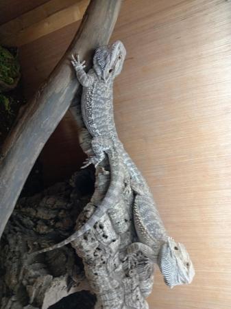 Image 3 of Pair of bearded dragons available