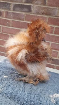 Image 3 of Usa silkie frizzle cockerals