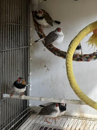 Image 2 of *********Zebra finches *********