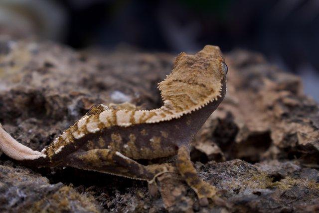 Image 2 of Excellent CB23 Young Crested Gecko with Tikis Geckos lineage
