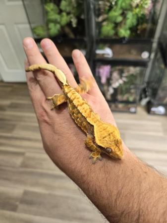 Image 13 of Stunning crested gecko babies and female adults