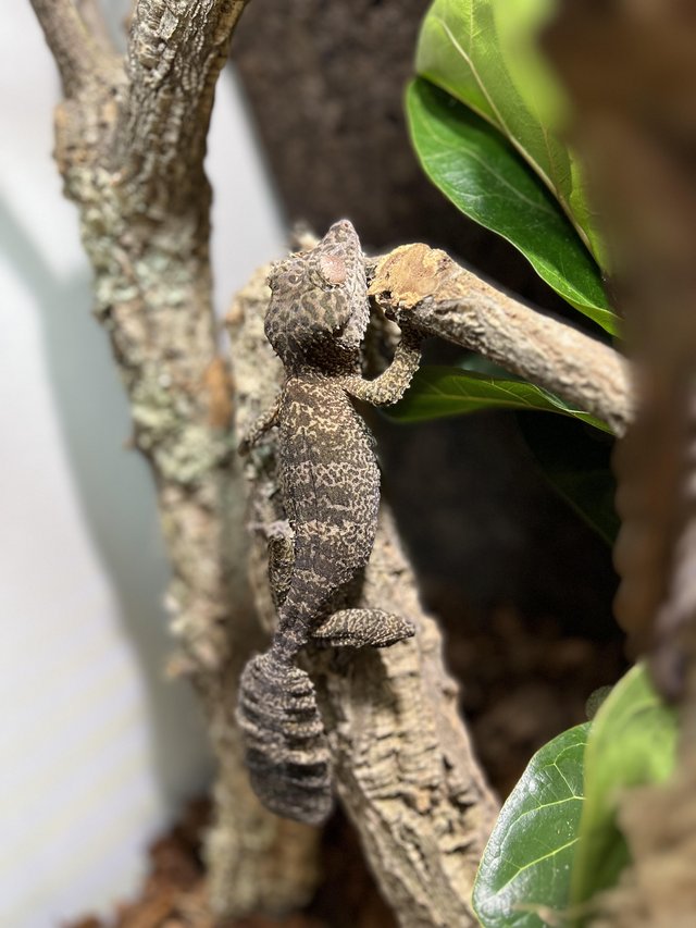 Preview of the first image of Female Uroplatus Henkeli cb18.