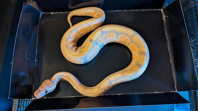 Image 6 of Various Royal Python's Available