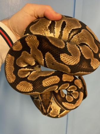 Image 4 of Female Royal Python over 1200g
