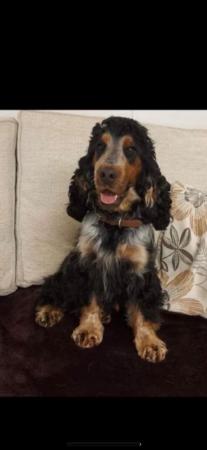 Image 1 of Blue roan and tan cocker spaniel for stud