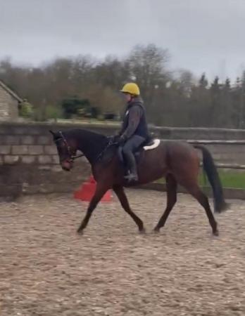 Image 2 of **SOLD **16hh tb mare rising 7yrs