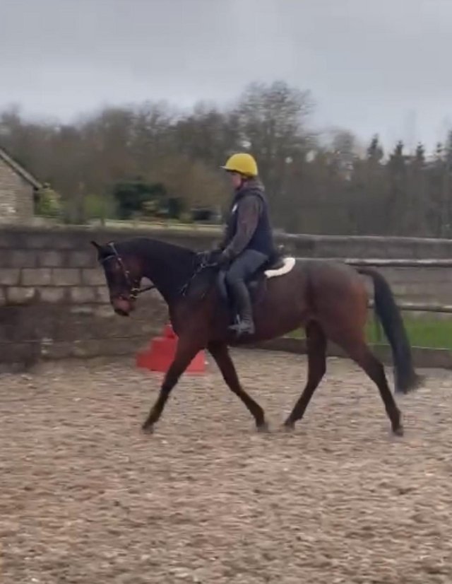 Preview of the first image of 16hh tb mare rising 7yrs.