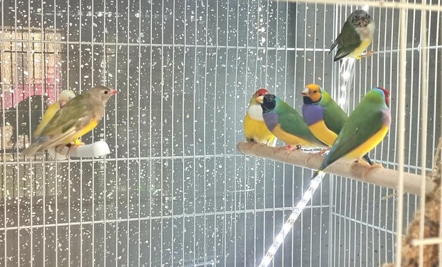 Image 3 of Male Gouldian finches for sale
