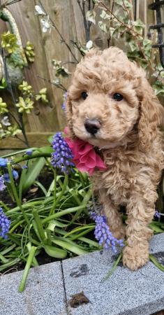 Image 12 of Beautiful Red Poodle Puppies READY THIS WEEKEND.