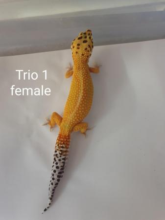 Image 2 of Adult proven breeding leopard gecko trios.