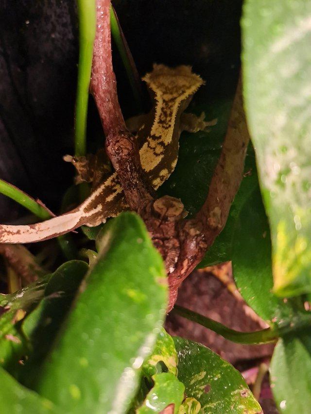 Preview of the first image of Crested Gecko Breeding Pair and Set Up.