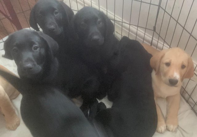 Image 22 of Quality KC Registered Health Tested Parents Labrador Puppies