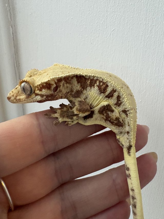 Red based Lily white crested gecko