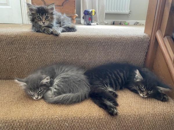 Image 2 of 10 week old Full Maine Coon Kittens