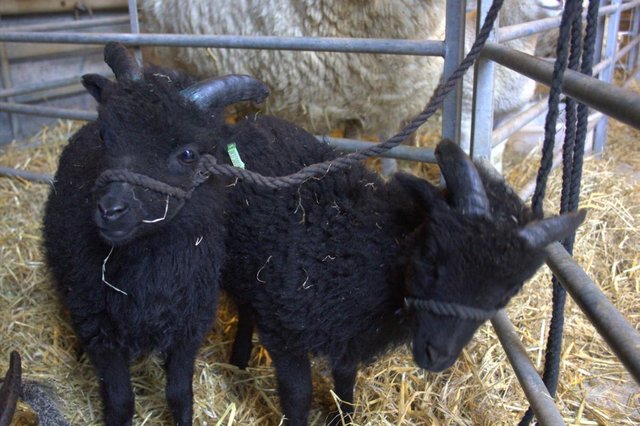 Preview of the first image of Hebridean Ram Lambs & Shearlings rams for Sale.