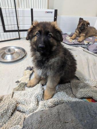 Image 15 of Sable Health Tested Straight Backed GSD Puppies